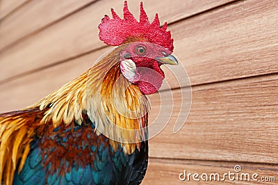 Headshotâ€‹ portrait of a wild fowl Stock Photo